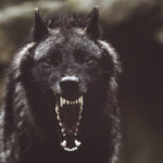 wolves