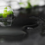 biodiversity