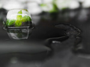 biodiversity